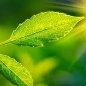 “L’idrogeno verde: possibile futuro della transizione energetica”